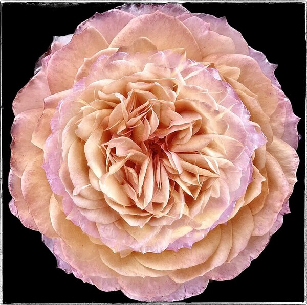 Photograph Iuliia Akhulkova A Rose Inside on One Eyeland